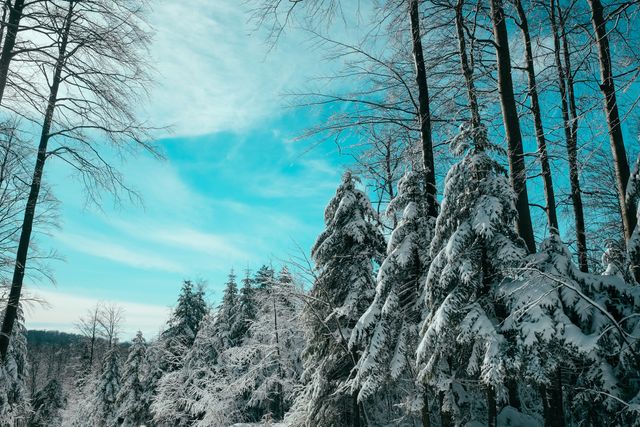Snow-covered evergreen trees standing in a serene winter forest with clear blue sky. Ideal for illustrating winter season, nature beauty, holiday greetings, and background for winter-themed designs.