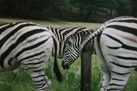 Zebras in Natural Habitat Grazing Together Peacefully