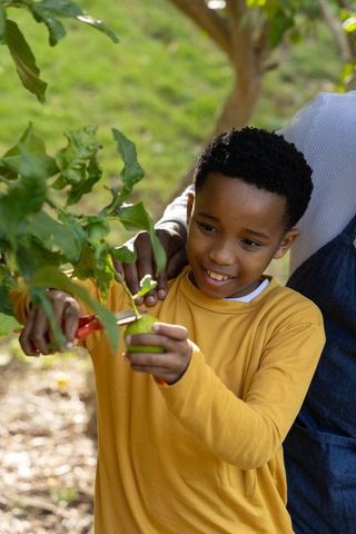 African american parent guiding boy harvesting pear with pruning shears in backyard orchard