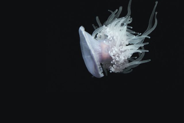 Jellyfish floating gracefully in dark water, showcasing glowing tentacles. Ideal for use in marine life documentaries, underwater photography features, educational content about sea creatures, or wall art for ocean-themed decor.