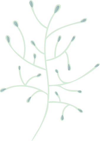 Transparent minimalist botanical branch with green buds