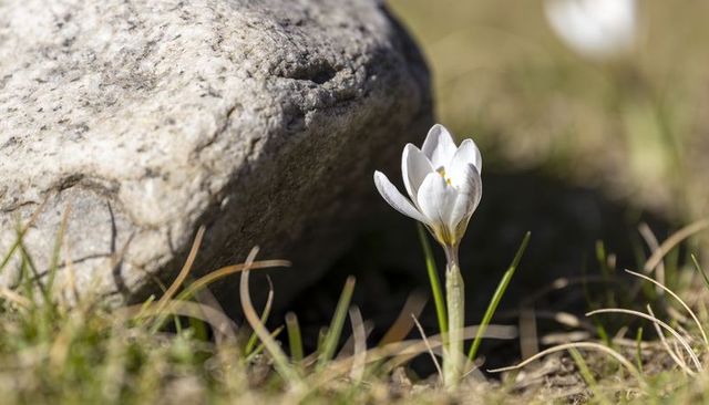 Blooming single white crocus emerging beside weathered grey rock in sunlit meadow closeup