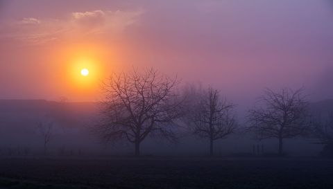 Misty Sunrise Glowing Behind Bare Tree Silhouettes with Lavender and Orange Sky