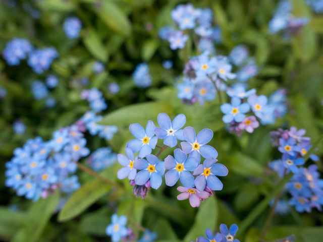 Close-Up of Forget-Me-Not Flowers in Bloom - Download Free Stock Photos Pikwizard.com