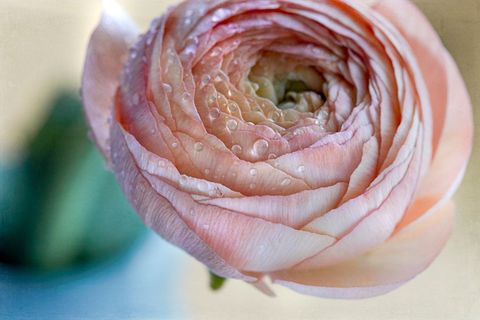 Pink pattern background glowing pink ranunculus bloom closeup with dewdrops