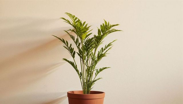 Sunlit parlor palm in terracotta pot casting long leaf shadows on warm beige wall