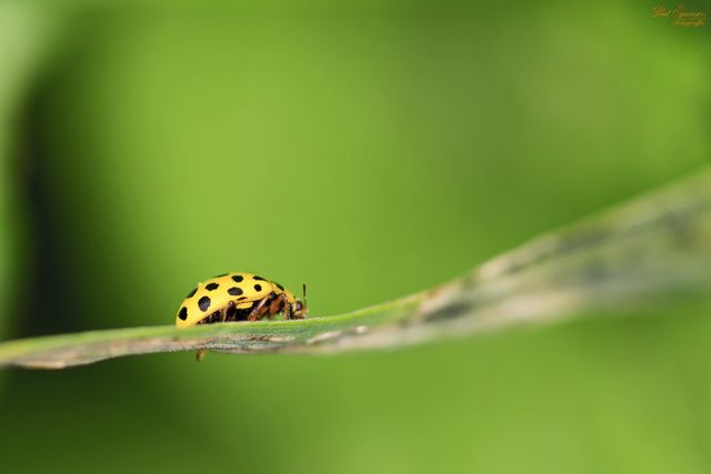 Ladybug with black spots walking on a leaf against a green blurry background. Useful for nature, wildlife, summer, garden, and environmental topics. Ideal for educational materials, blogs, gardening guides, and entomology content.
