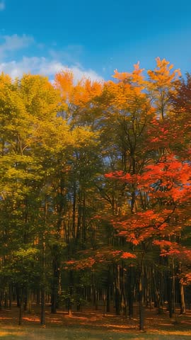 Vertical timelapse capturing forest canopy shifting green to fiery autumn hues under blue sky