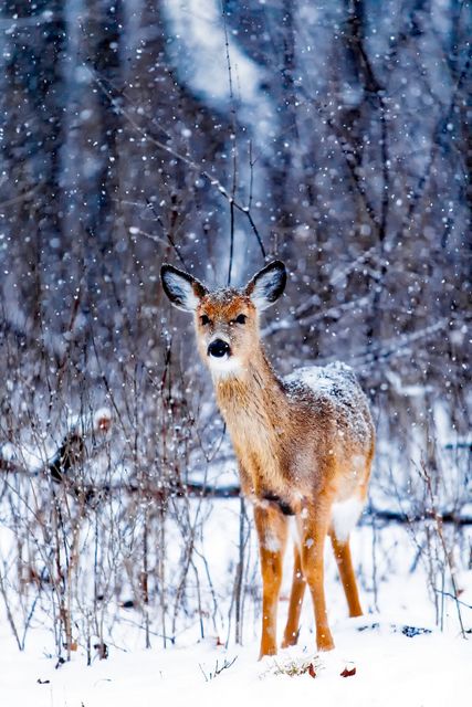 Graceful deer standing in a snowy forest with light snowfall. Ideal for holiday cards, nature wallpapers, wildlife blogs, and educational materials related to winter wildlife. Captures the beauty and tranquility of nature in winter.