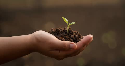 Nurturing Seedling Embodies Growth and Renewal