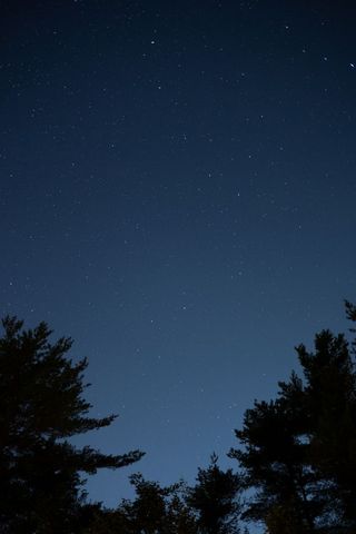 Starry Sky Over Forest Trees at Night