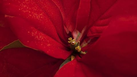 Velvet red poinsettia close-up revealing central cyathia cluster with gold pollen specks