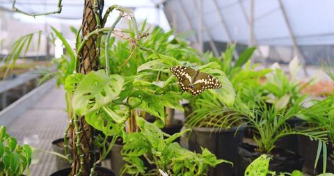 Butterfly Perching on Green Tropical Leaf in Greenhouse