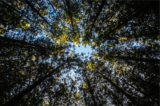 Looking Up at a Forest Canopy with Sunlight Peeking Through - Download Free Stock Photos Pikwizard.com