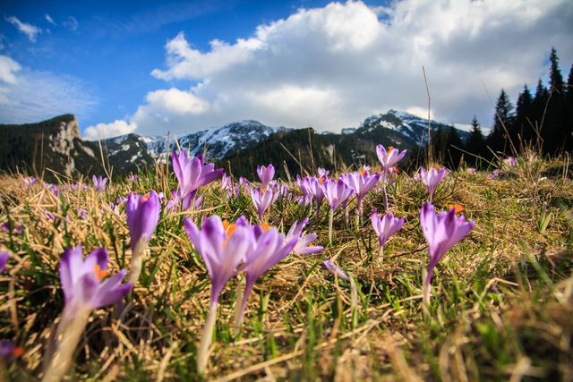 Bright purple crocus flowers bloom in a grassy mountainous meadow under a sky filled with fluffy clouds. Snow-covered peaks rise in the background, providing a stunning natural landscape. Ideal for use in travel guides, nature magazines, and outdoor adventure marketing materials, this vibrant spring scene captures the essence of nature's beauty and new beginnings.