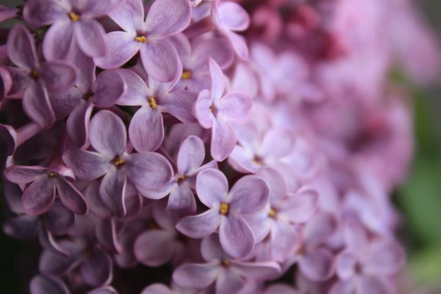 Close-Up of Blooming Purple Lilac Flowers with Delicate Petals - Download Free Stock Photos Pikwizard.com