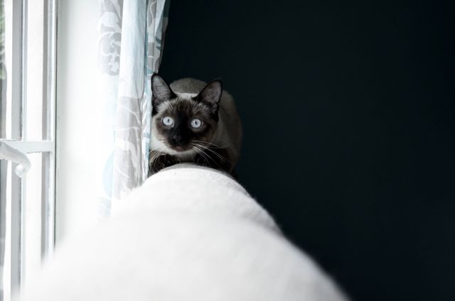 A Siamese cat with piercing blue eyes is sitting on a light-colored sofa armrest, staring intently. The room has dark walls contrasting with white curtains near a window, creating a cozy atmosphere. This image is perfect for use in pet-related advertisements, articles about cat behavior, and home decor inspiration blogs.