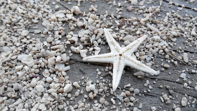 Detailed view of a starfish placed on a pebble-covered surface. Ideal for nature, marine life, summer vacation, and travel brochures. Perfect for promoting beach-related activities, sea-themed decorations, or coastal living content.