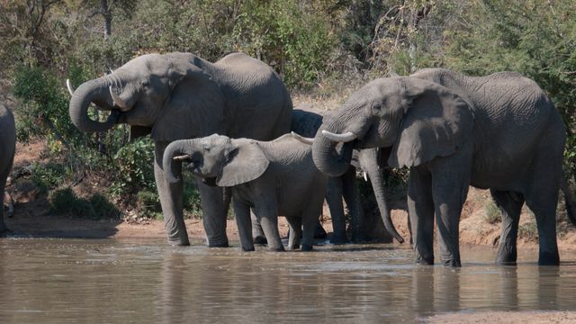 African Elephants Drinking at Waterhole in Nature Reserve - Download Free Stock Photos Pikwizard.com