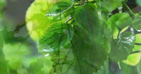 lush foliage with water flowing: community garden celebration - Download Free Stock Images Pikwizard.com
