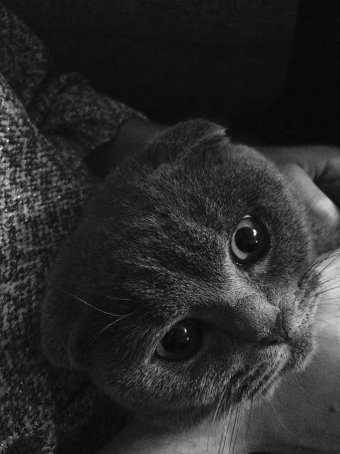 Close-up of a cute Scottish Fold cat in black and white. This fuzzy companion is displaying a sweet and inquisitive expression with its round eyes and whiskers visible. Suitable for use in advertising for pet products, animal care services, or printed as wall art for cat lovers.