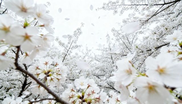 White Cherry Blossoms Blooming with Falling Petals, Bright Spring Floral Canopy Background