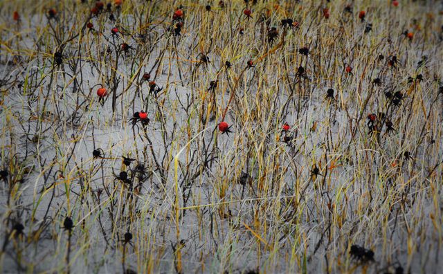 This image displays the beauty of wild rose hips covered in frost in a snowy field. It can be used in articles and posts related to nature photography, winter landscapes, seasonal changes, and the natural beauty of plants during colder months.