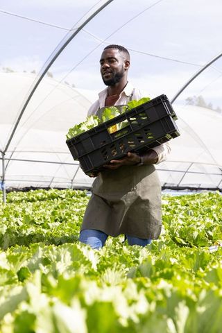 Farmer carrying lettuce crate in greenhouse among lush plants