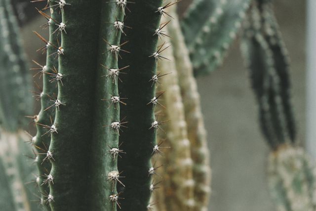 This image highlights a close-up view of a cactus, focusing on its spiny texture and diverse shades of green. Ideal for digital or print projects related to botany, desert landscapes, or nature photography. Perfect for backgrounds, presentations, articles about cacti, plant care guides, or environmental themes.