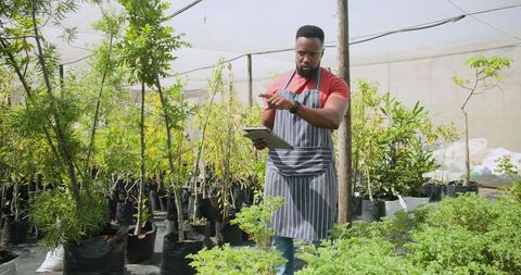 Gardener with Tablet Assessing Saplings in Greenhouse Nursery
