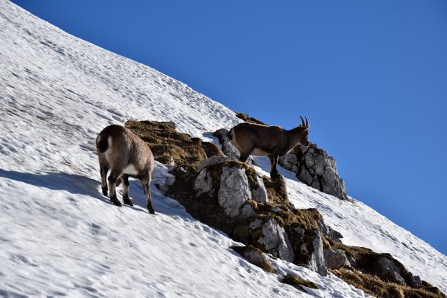 Two mountain goats climbing a snow-covered slope in a rocky, mountainous area. Ideal for presentations or articles about wildlife, nature, and alpine environments. Suitable for educational use about animal behavior, habitats, and alpine ecosystems. Perfect for travel brochures, outdoor adventure promotions, or nature documentaries.