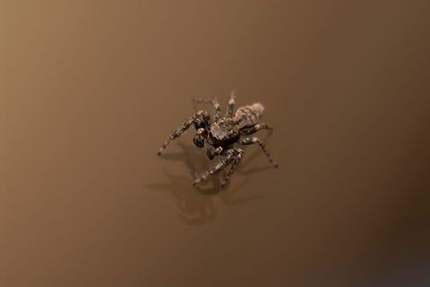 Tiny jumping spider crawling on reflective brown surface macro closeup with shallow depth