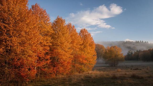 Autumn trees glowing along misty meadow at sunrise with golden foliage lining pasture