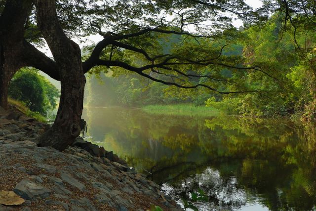 Calm river with lush vegetation and an old tree leaning over calm water reflecting the surrounding forest. Ideal for promoting mindfulness, relaxation, and nature retreats. Can be used in travel brochures, environmental campaigns, and wellness blogs.