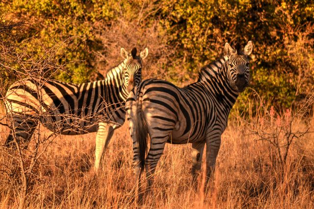 Two zebras standing in the African savanna, illuminated by the warm light of the golden hour. Their black and white striped patterns are striking against the golden and green background. Ideal for use in nature and wildlife-themed projects, travel brochures, tourism websites, educational materials, or conservation campaigns.