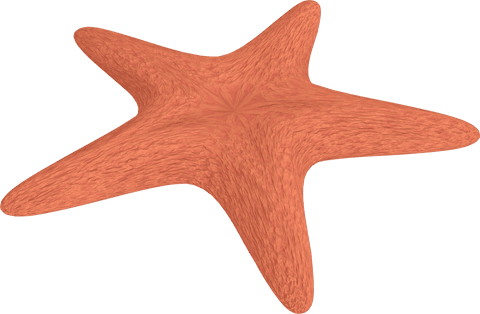 Transparent starfish illustration on clear background