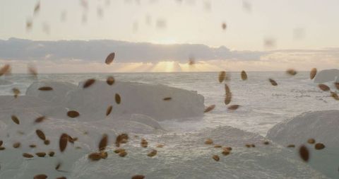 Sunset over rocky coast with floating seeds