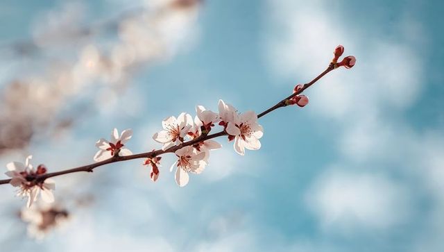 Delicate cherry blossom branch blooming against soft blue sky with gentle bokeh
