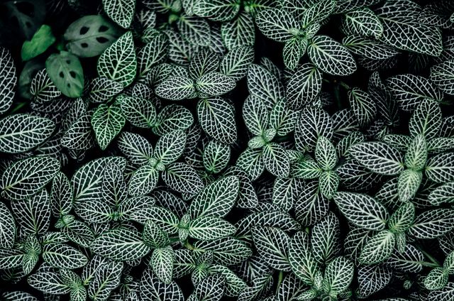 Vibrant and lush Fittonia plants with intricate vein patterns filling frame. Ideal for botanical blogs, gardening websites, nature-themed posters, and interior design inspirations promoting green living. Ideal backdrop for eco-friendly product campaigns or relaxing backgrounds.