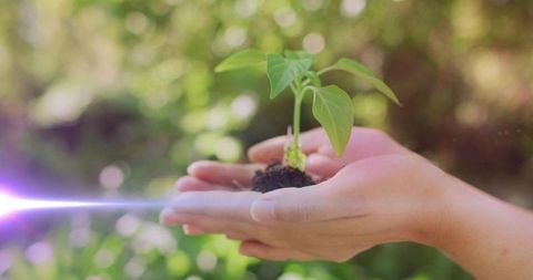 Cupped Hands Nurturing Young Seedling in Sunlit Garden for Sustainable Growth