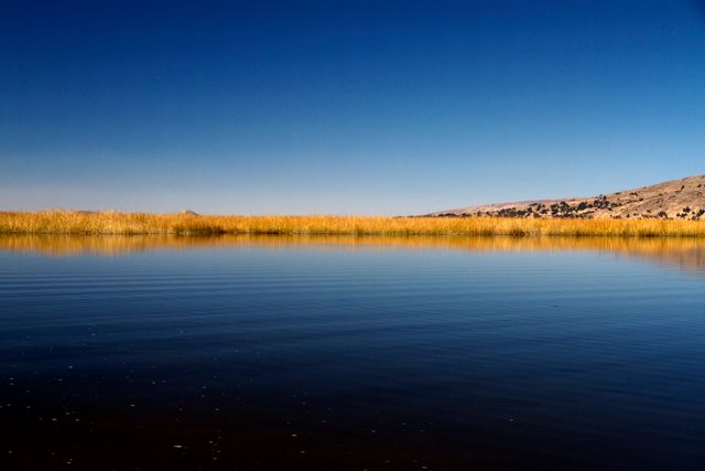 Serene Lake with Golden Reeds and Clear Blue Sky - Download Free Stock Photos Pikwizard.com
