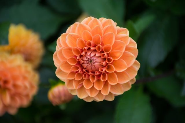 Close-up view of a vibrant orange dahlia flower showcasing intricate petal patterns. Ideal for nature-themed projects, gardening blogs, botanical articles, and decorative designs emphasizing floral beauty and natural elegance.