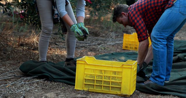 Farmworkers Harvesting Crop with Yellow Crates - Download Free Stock Images Pikwizard.com