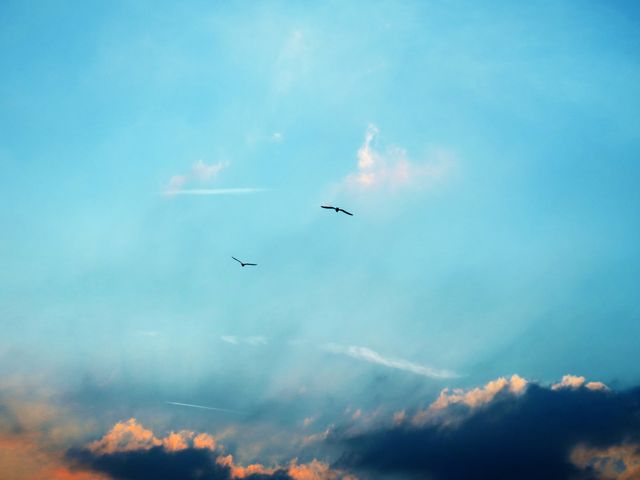 Tranquil Sky with Birds at Sunset - Download Free Stock Photos Pikwizard.com
