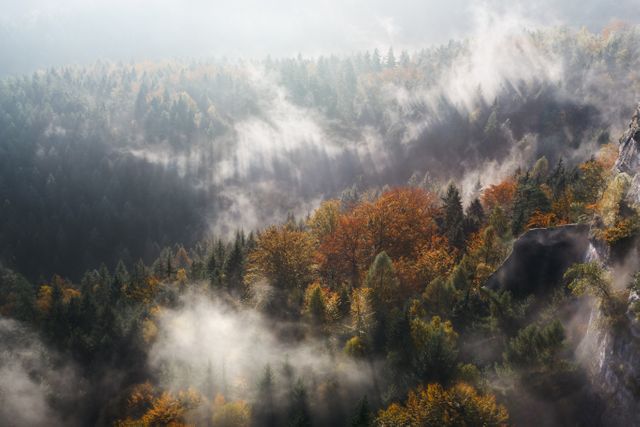 Misty autumn forest in mountain landscape showcasing vibrant fall foliage and a tranquil, serene environment enveloped in fog. Perfect for travel photography, nature lovers, environmental articles, backgrounds, and relaxation-themed projects.