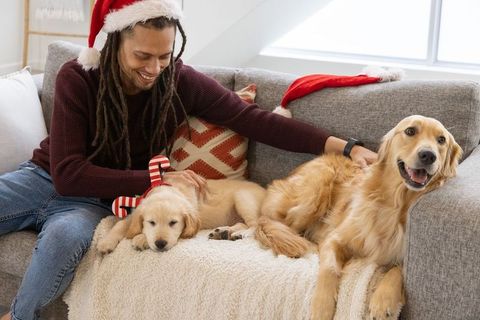 Smiling man wearing santa hat petting golden retrievers on cozy sofa during holiday morning