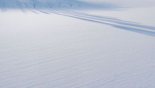 Leafless trees casting long diagonal shadows across minimalist snow-covered landscape