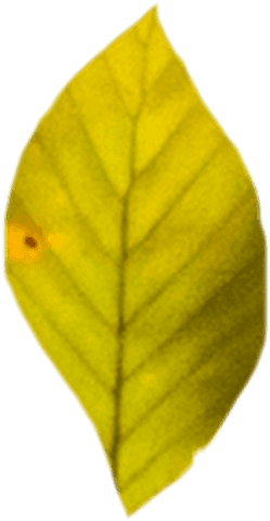 Illustrated Yellow Leaf on Transparent Background