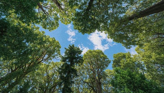 Upward View Through Tall Forest Canopy Showing Sunlit Leaves, Blue Sky and Clouds