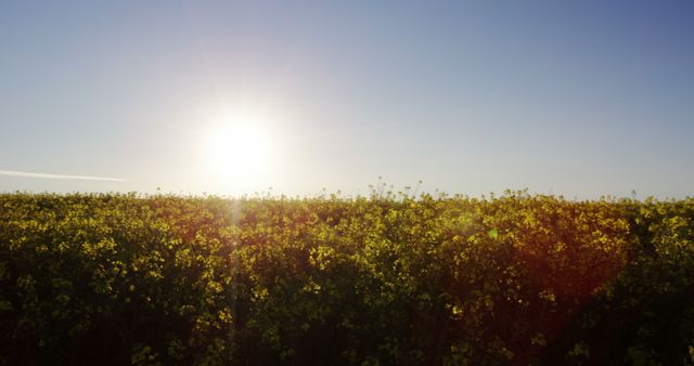 Sun shining over vast canola field, creating a serene and beautiful sunrise scene perfect for promoting agricultural products, use in nature or rural-themed projects, desktop backgrounds, or inspirational posters.